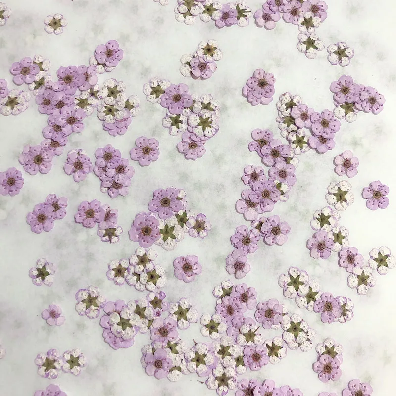 Dried Flower Pressed - Preslenmiş Mini Nergis Kurutulmuş Çiçek Küçük