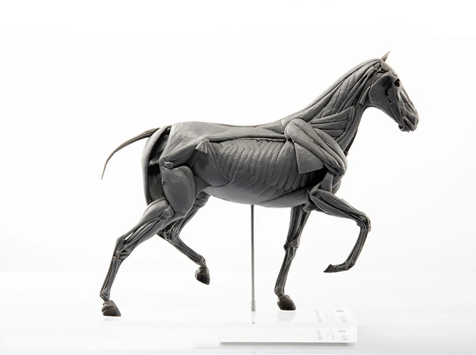 EVOLABORATORY At Kası Anatomis - Resin Art Decoration Items incelemesi ve fiyatı