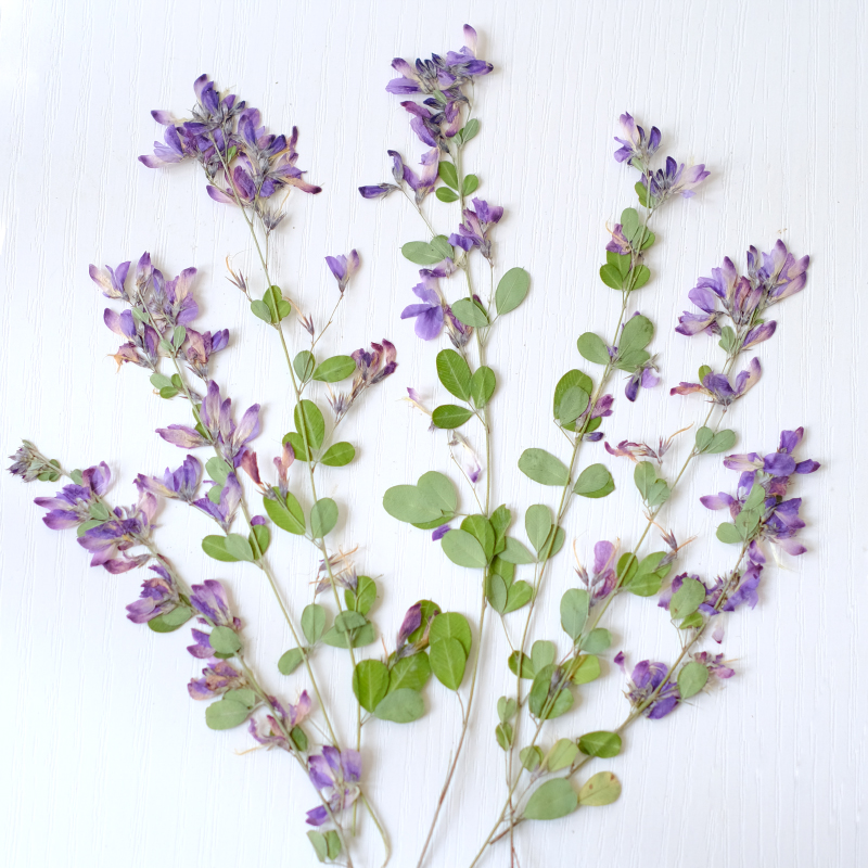 6 adet, doğa Lespedeza Formosa - Dried Flower Pressed incelemesi ve fiyatı