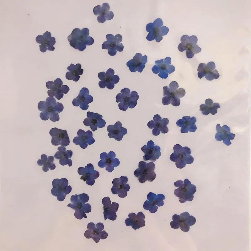 80 adet/0.5-1.5cm, Preslenmiş  - Dried Flower Pressed incelemesi ve fiyatı