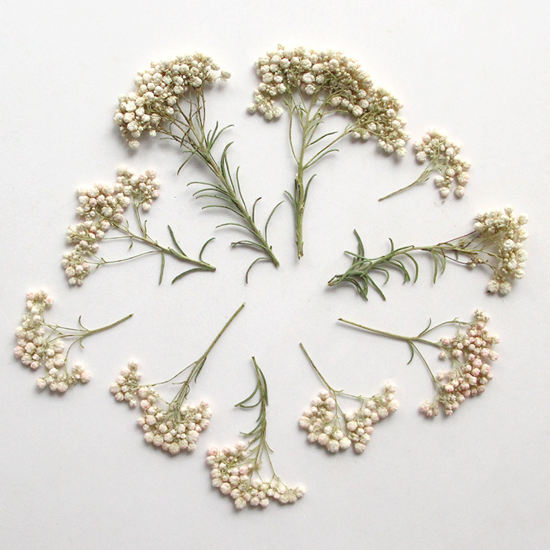 12 adet, Doğa Darı Çiçek Dalla - Dried Flower Pressed incelemesi ve fiyatı