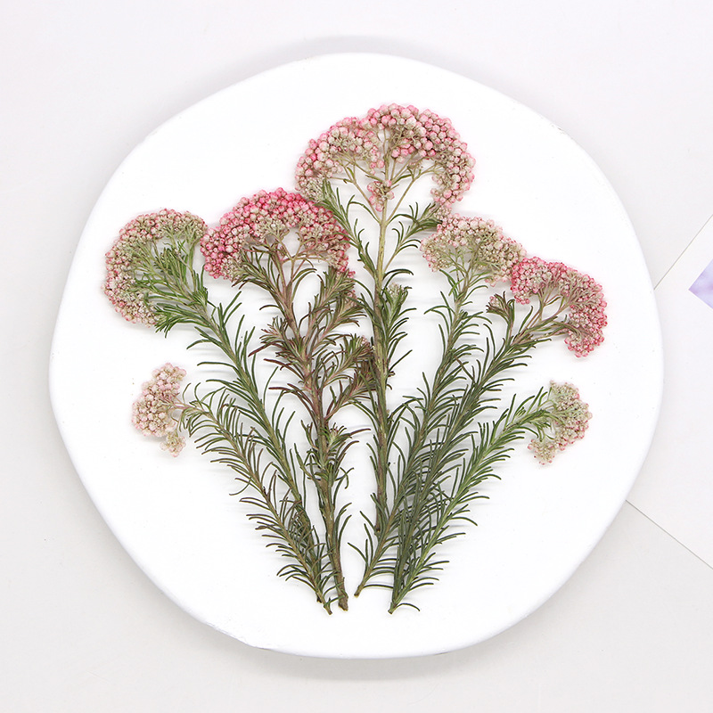 12 adet, Doğa Darı Çiçek Dalla - Dried Flower Pressed incelemesi ve fiyatı