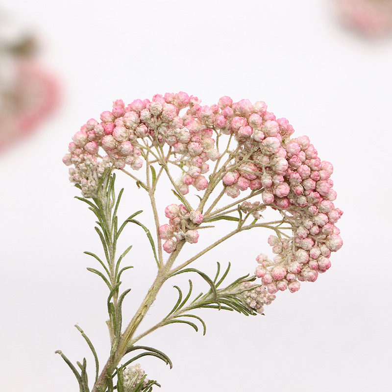 12 adet, Doğa Darı Çiçek Dalla - Dried Flower Pressed incelemesi ve fiyatı