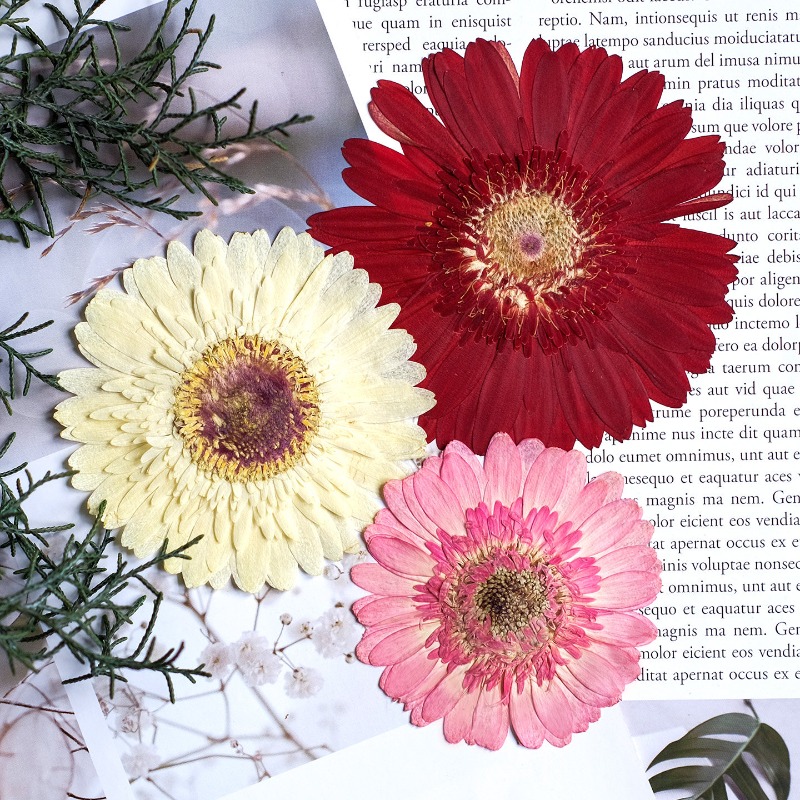 1 adet/7-9cm, Preslenmiş Gerbe - Dried Flower Pressed incelemesi ve fiyatı