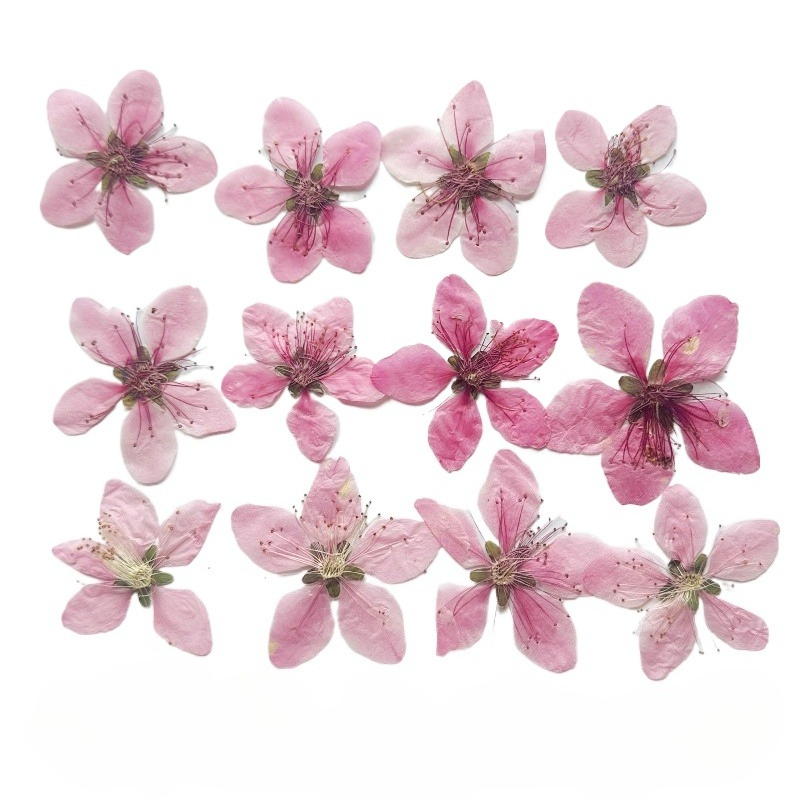 12 adet, Doğa Şeftali Çiçeği P - Dried Flower Pressed incelemesi ve fiyatı
